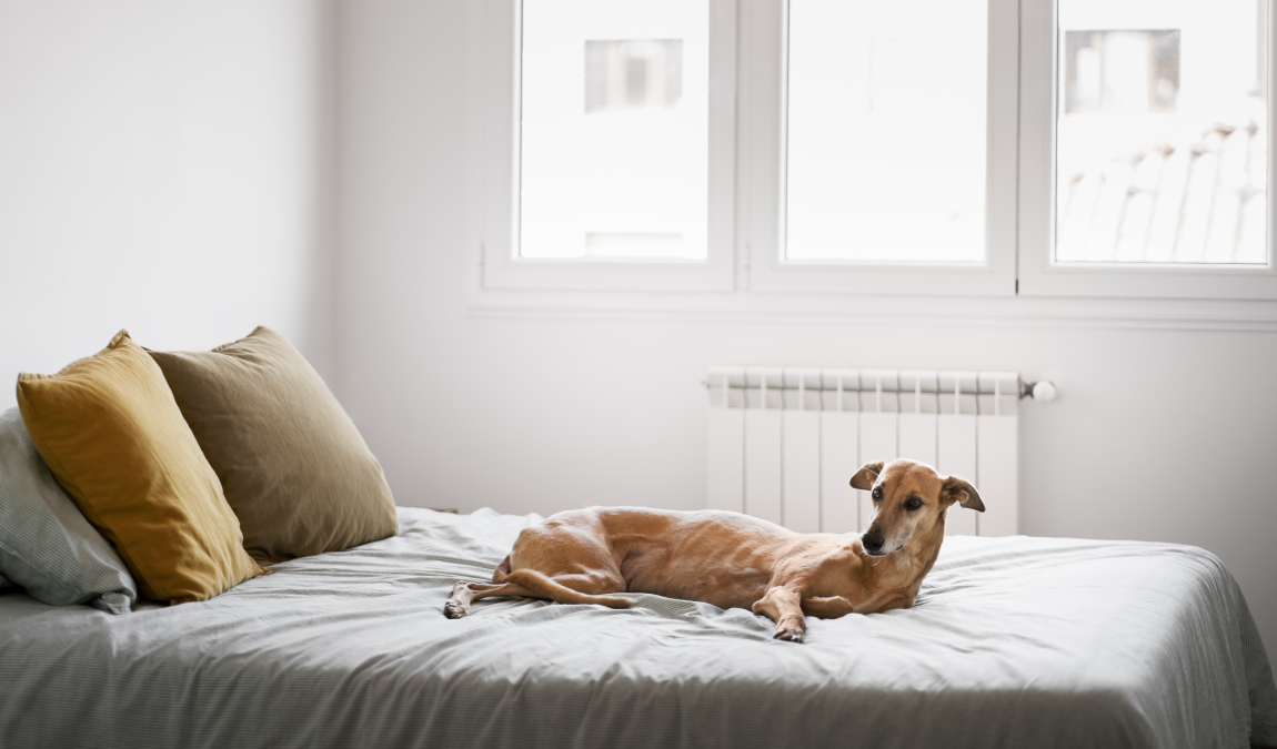Cuánto cuesta mensualmente mantener un perro