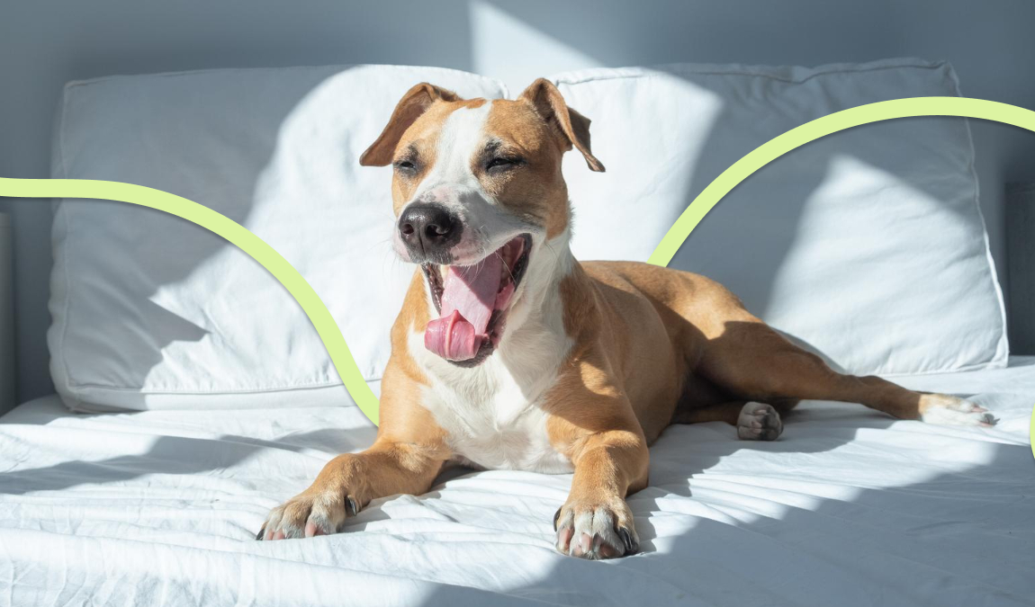 Guía de seguros y coberturas para mascotas