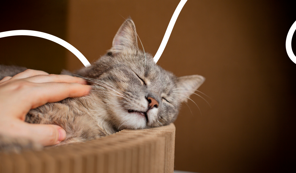 Cuánto cuesta mantener un gato al mes: Guía de gastos